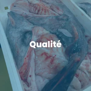 offre d'emploi à Concarneau dans le mareyage
