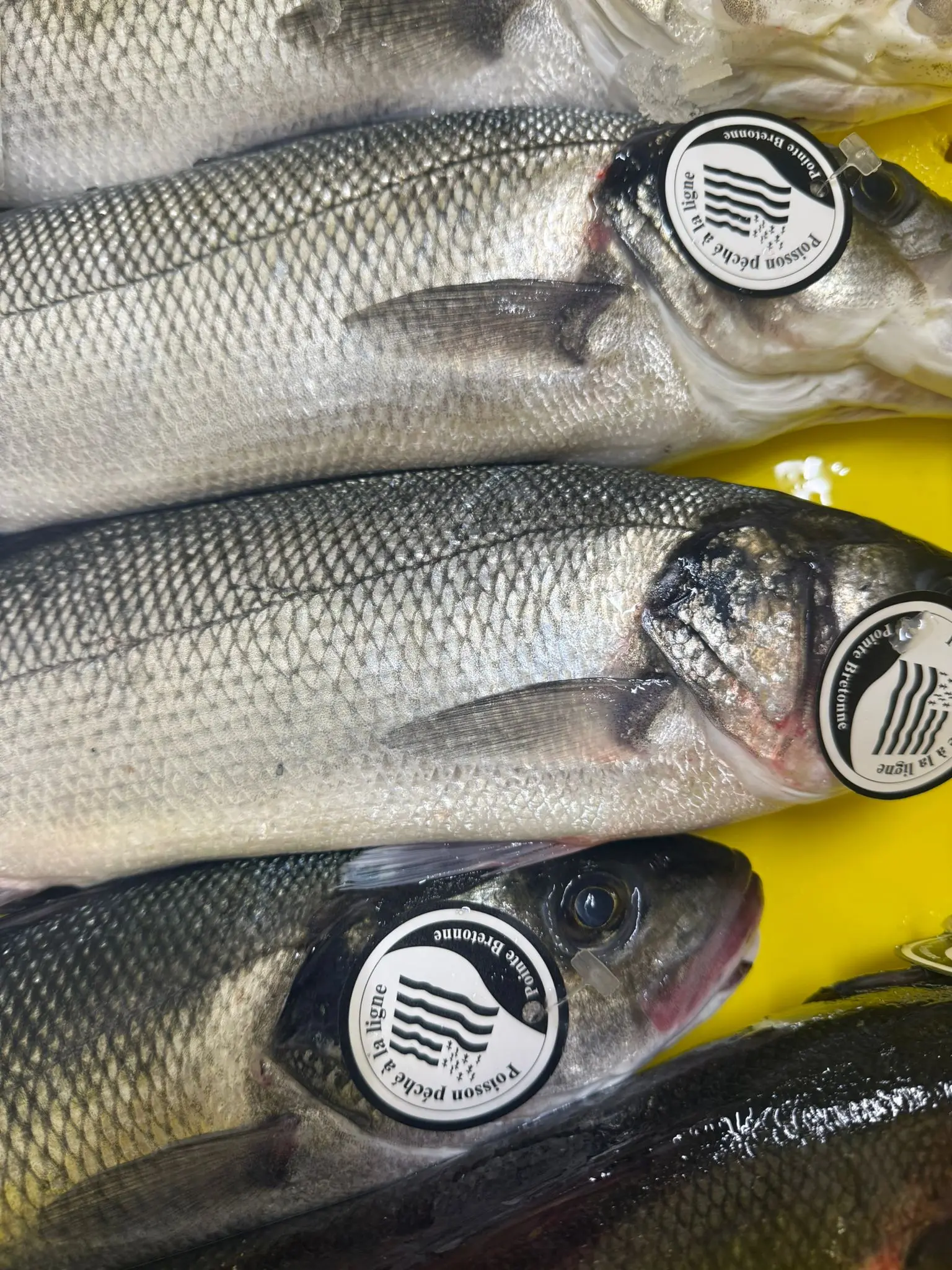 poisson sauvage transformé à Concarneau