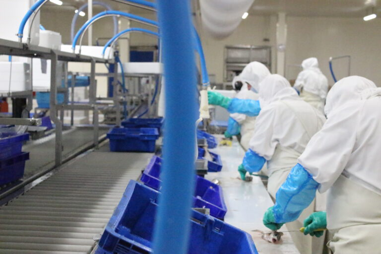 Mareyage en bretagne